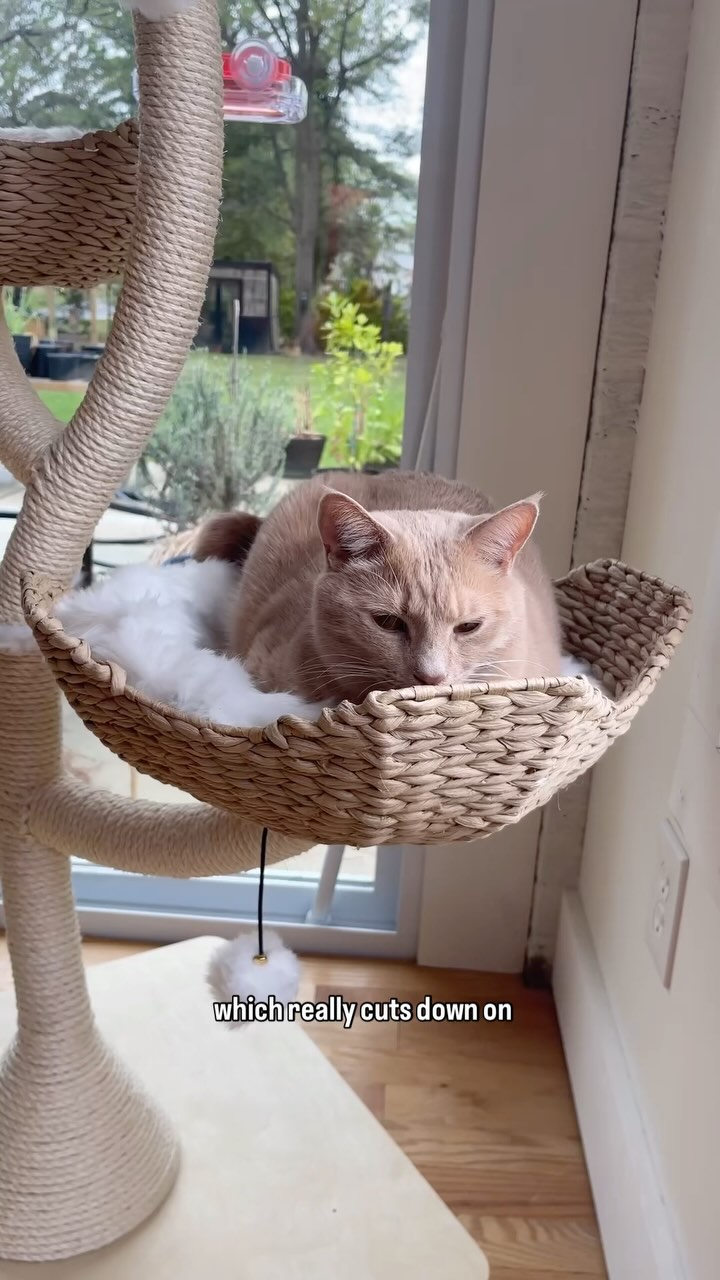 Instagram post by @ashleyandtheapron for Maupets. Caption reads: Around here, the animals run the show—and we....