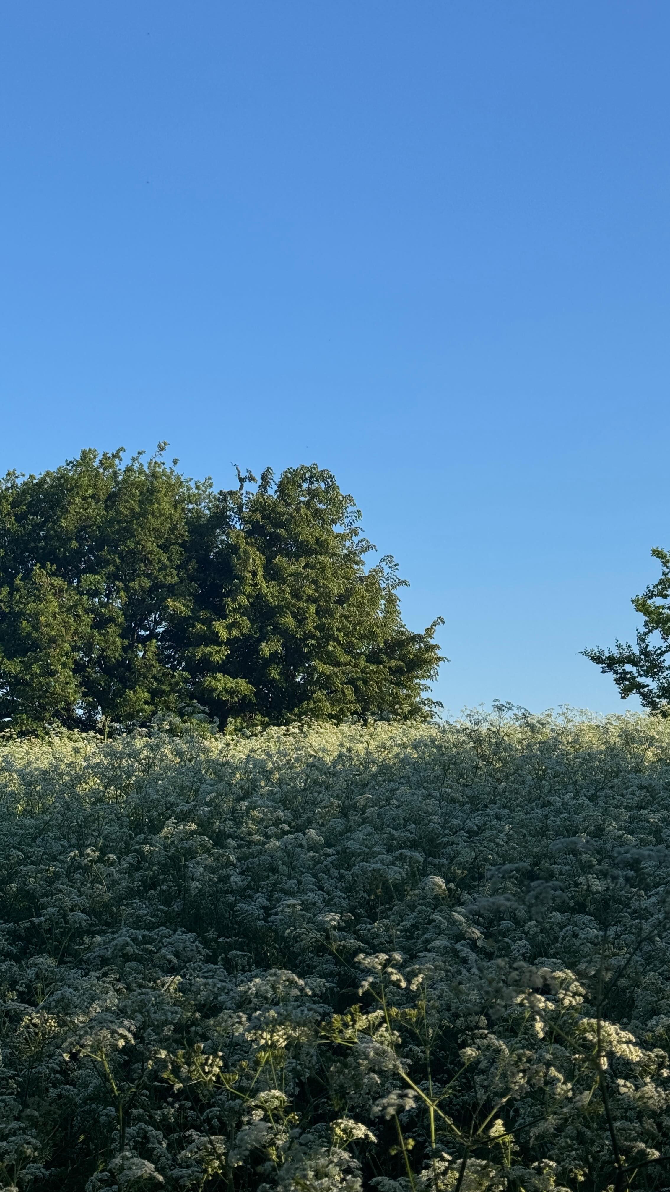 Instagram post by @kaelyngraceapple for ana luisa. Caption reads: [...] Jeans @levis Jewelry @analuisany #gifted....