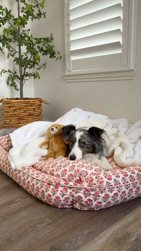 Instagram post by @crazyaboutspots for Instinct Pet Food. Caption reads: [...] to dig in to her favorite meal by....