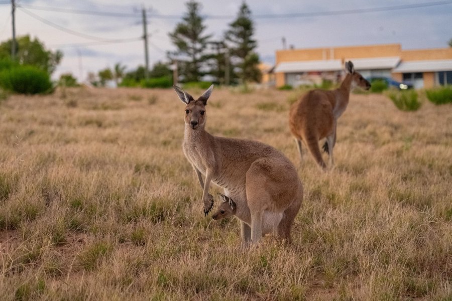 Instagram post by @andrewkalaweit for Western Australia. Caption reads: Pertama kalinya aku liat Kanguru di ALAM!!!
kali....