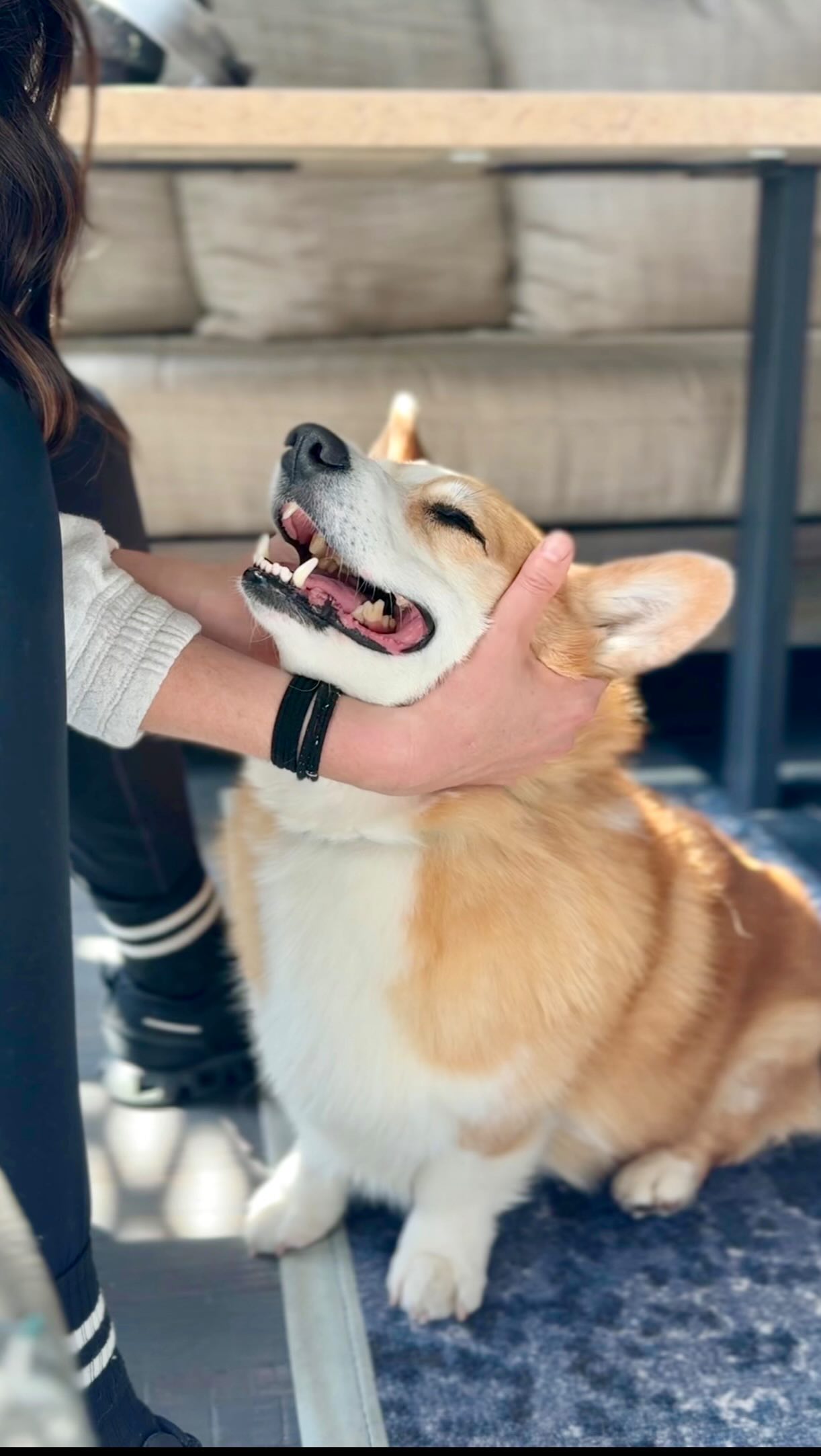 Instagram post by @hammyandolivia for PetHonesty. Caption reads: [...] is so much easier now that we add the....