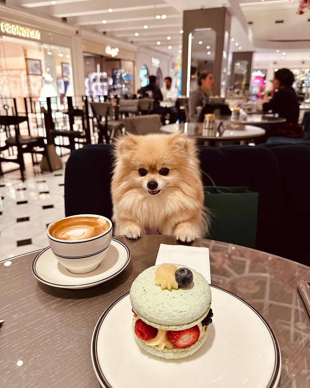 Instagram post by @cookiepomeraniann for Barked by 9GAG. Caption reads: ❤️
•
•
#reklam •
•
•

•

#cookiepomeranian #dogmom....