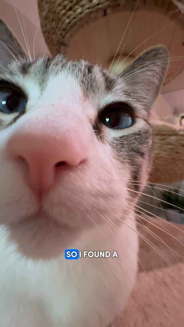 Instagram post by @sulleytheboy for Tractive. Caption reads: use code:SULLEY40 for 40% off @tractive 

or click....