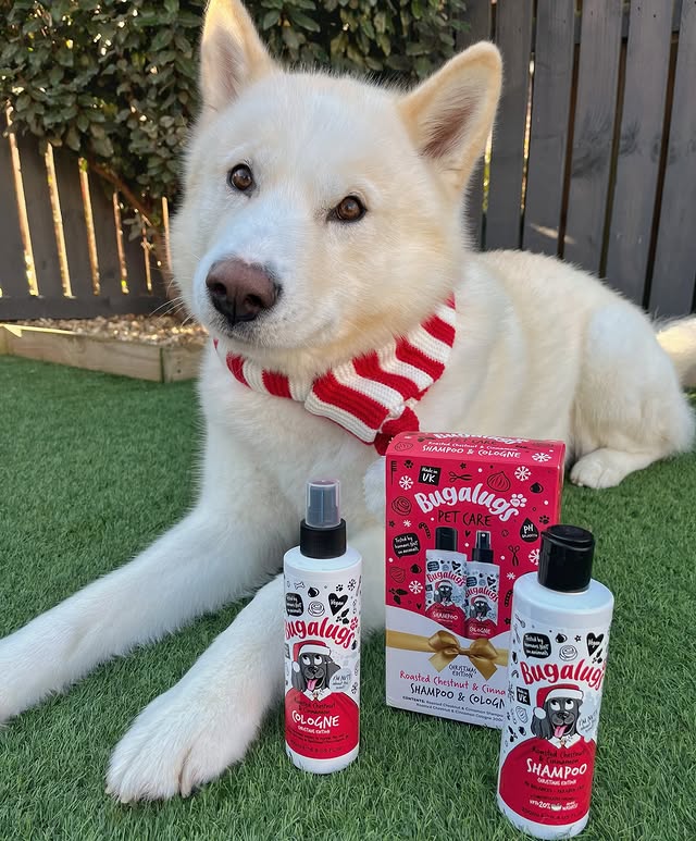 Instagram post by @atlas_and_tuks_adventures for Bugalugs Pet Care. Caption reads: [...] attire 🎅🏻

Be sure to check out....