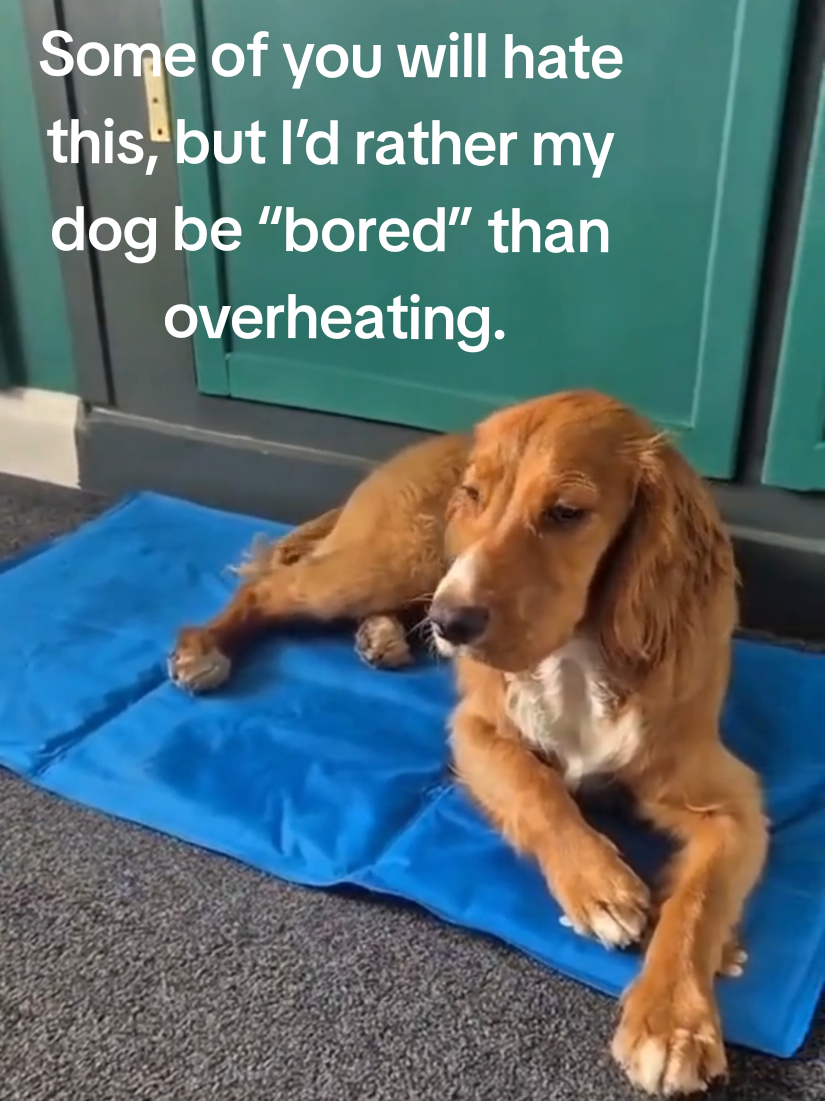 TikTok post by @yorkshire_hauls for Pecute. Caption reads: [...] happy chilling on his cooling mat. @Pecute....