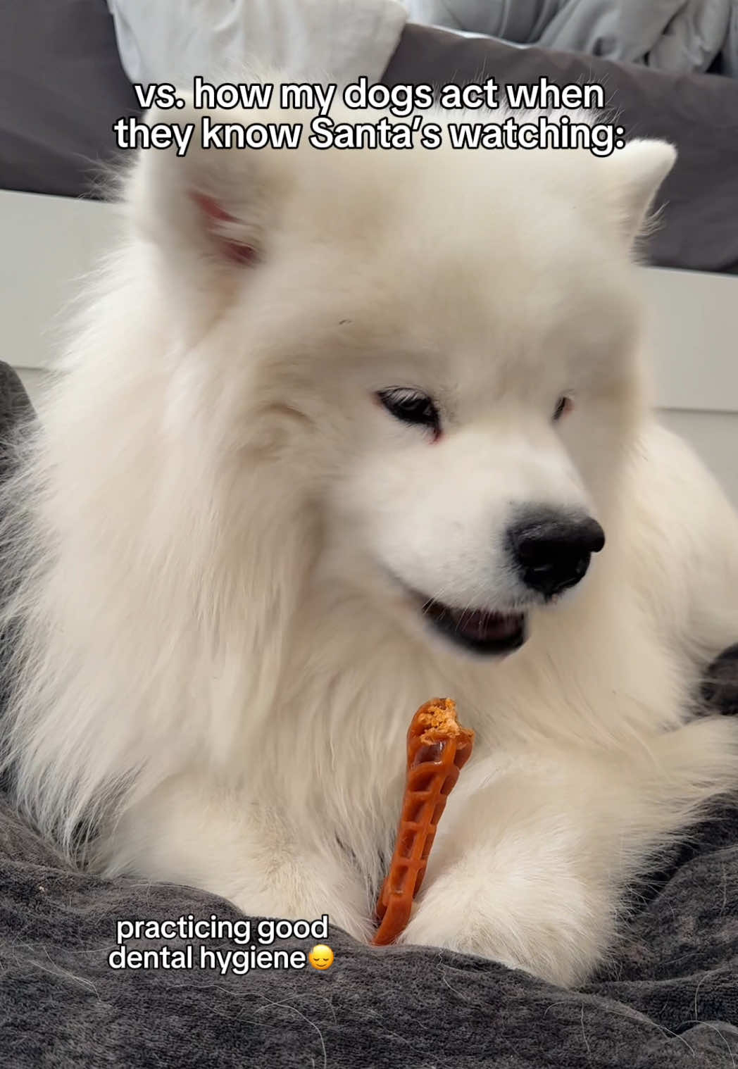TikTok post by @biffthesamoyed for Wellness Pet Food. Caption reads: [...] only do they taste delicious, but @Wellness....