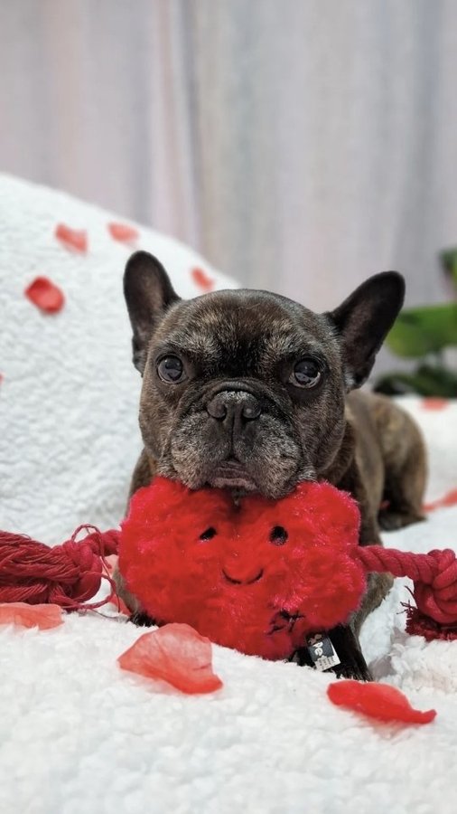 Instagram post by @that.frenchie.belle for Happy Tails Hampers. Caption reads: Unbox our Happy Tails Hamper - Valentines Edition....