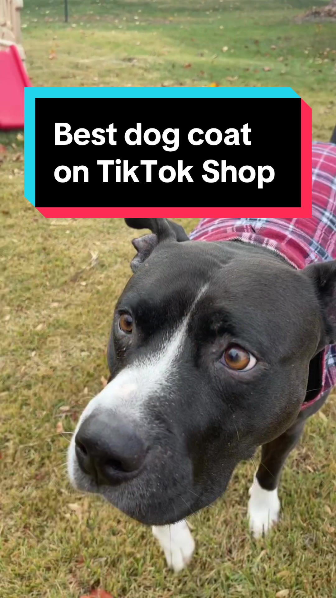 TikTok post by @ryukspitstop for Kuoser. Caption reads: These dog coats are amazing!!!!! @Kuoser Official....