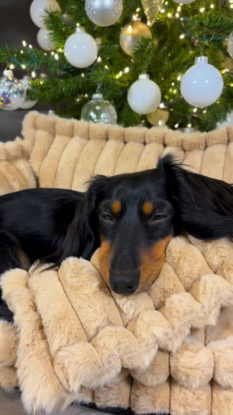 Instagram post by @loki.the.ween for FunnyFuzzy. Caption reads: [...] the Christmas tree✨🎄
.
.
Bed from....