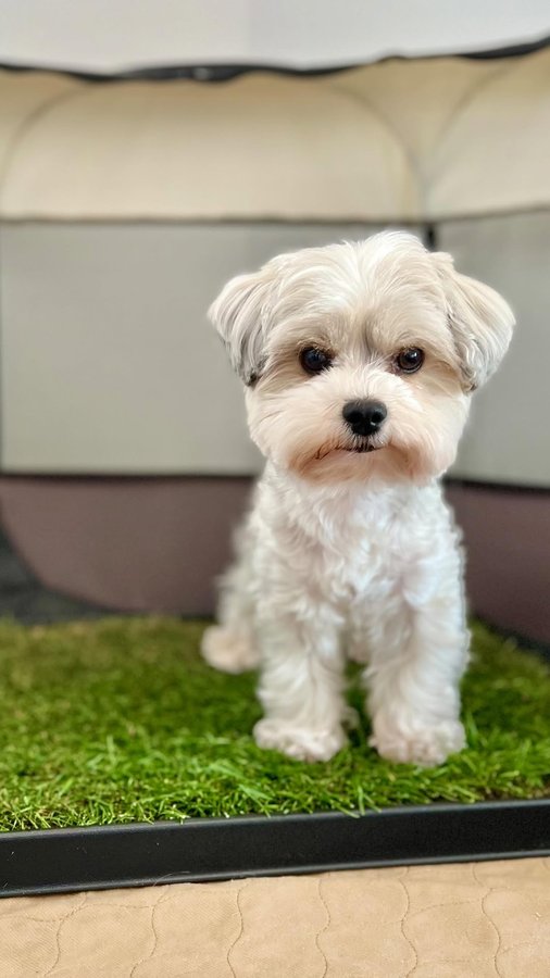 Instagram post by @leo_yourfavoriteyorkie for Doggielawn. Caption reads: [...] the grass lawn experience with @doggielawn....