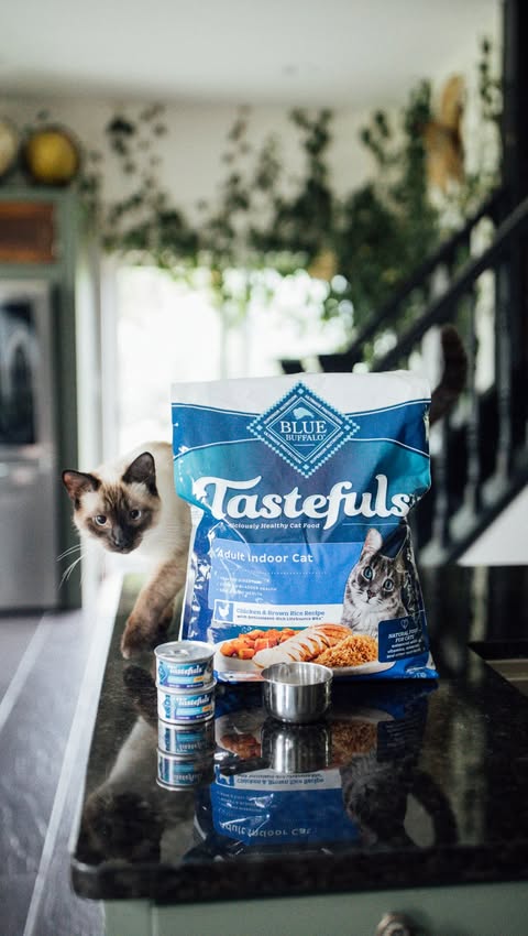 Instagram post by @thedaintysquid for Blue Buffalo. Caption reads: [...] so excited to be partnering with....