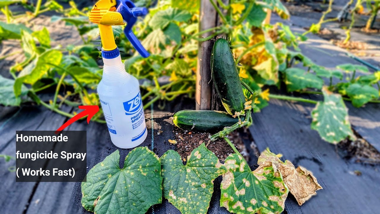 YouTube post by @Greentgarden for Click and Grow. Caption reads: Why Cucumber Leaves Turning yellow and Falling Off....