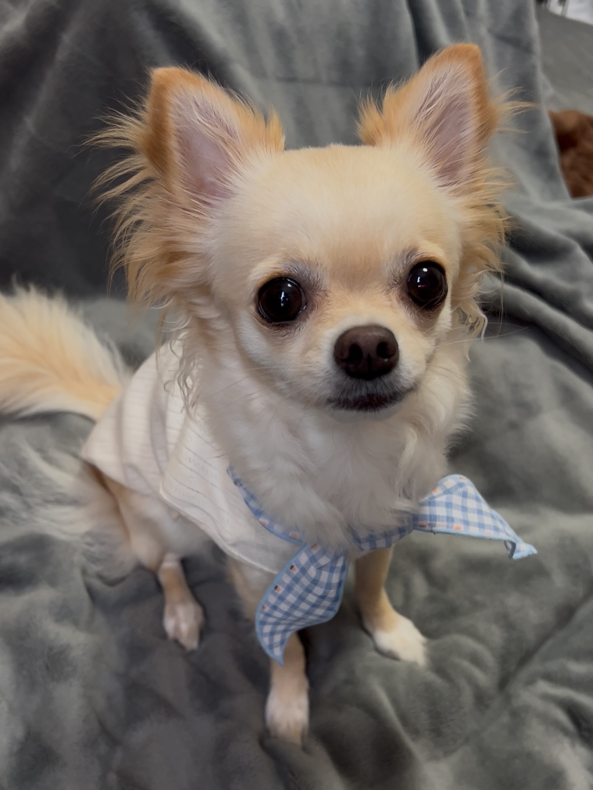 Instagram post by @giorno_chihuahua for Mon Cheri. Caption reads: 青系が似合うじょる😘⠀
バンダナかわいい✨⠀

@moncheri.dogさんから⠀
⠀
冷感ネッ....