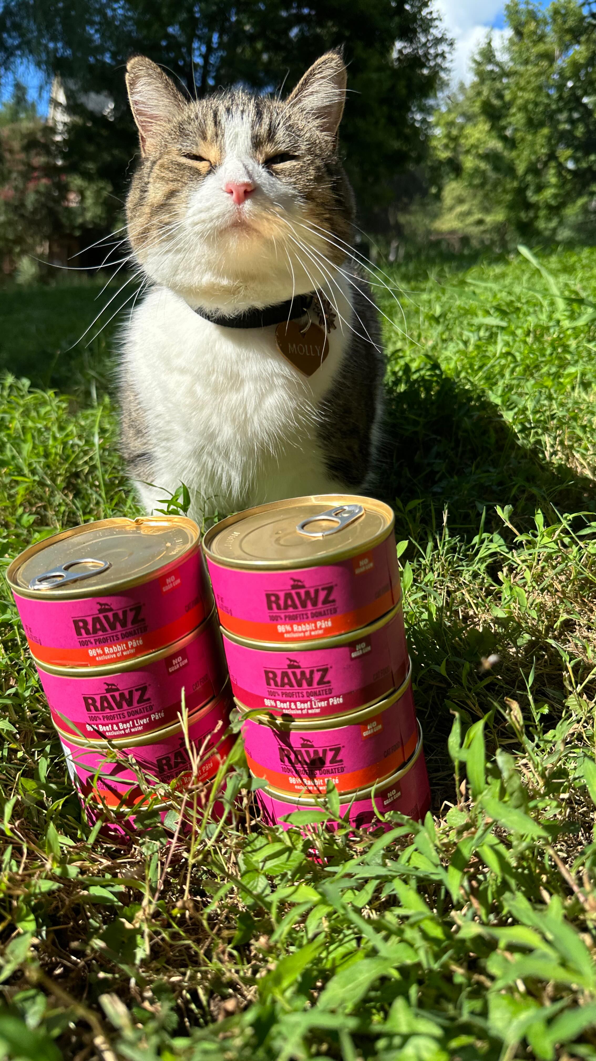 Instagram post by @mollymollzthetabby for RAWZ Natural Pet Food. Caption reads: I recently started adding @rawznaturalpets into....