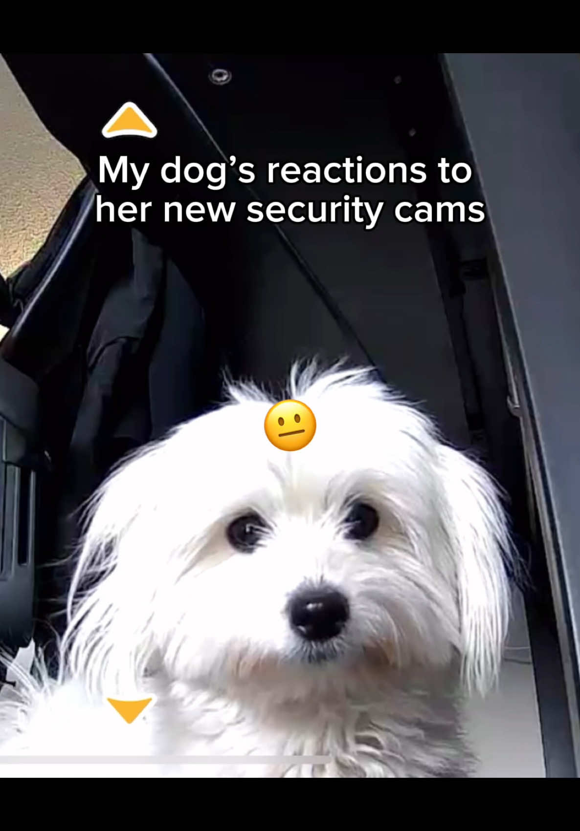 TikTok post by @coton_kiwi for Petcube. Caption reads: cameras are essential if you own a pet @Petcube....