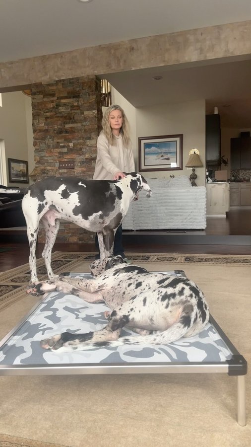 Instagram post by @euro_dane_bros for K9 Ballistics. Caption reads: [...] time for our little guy with the....