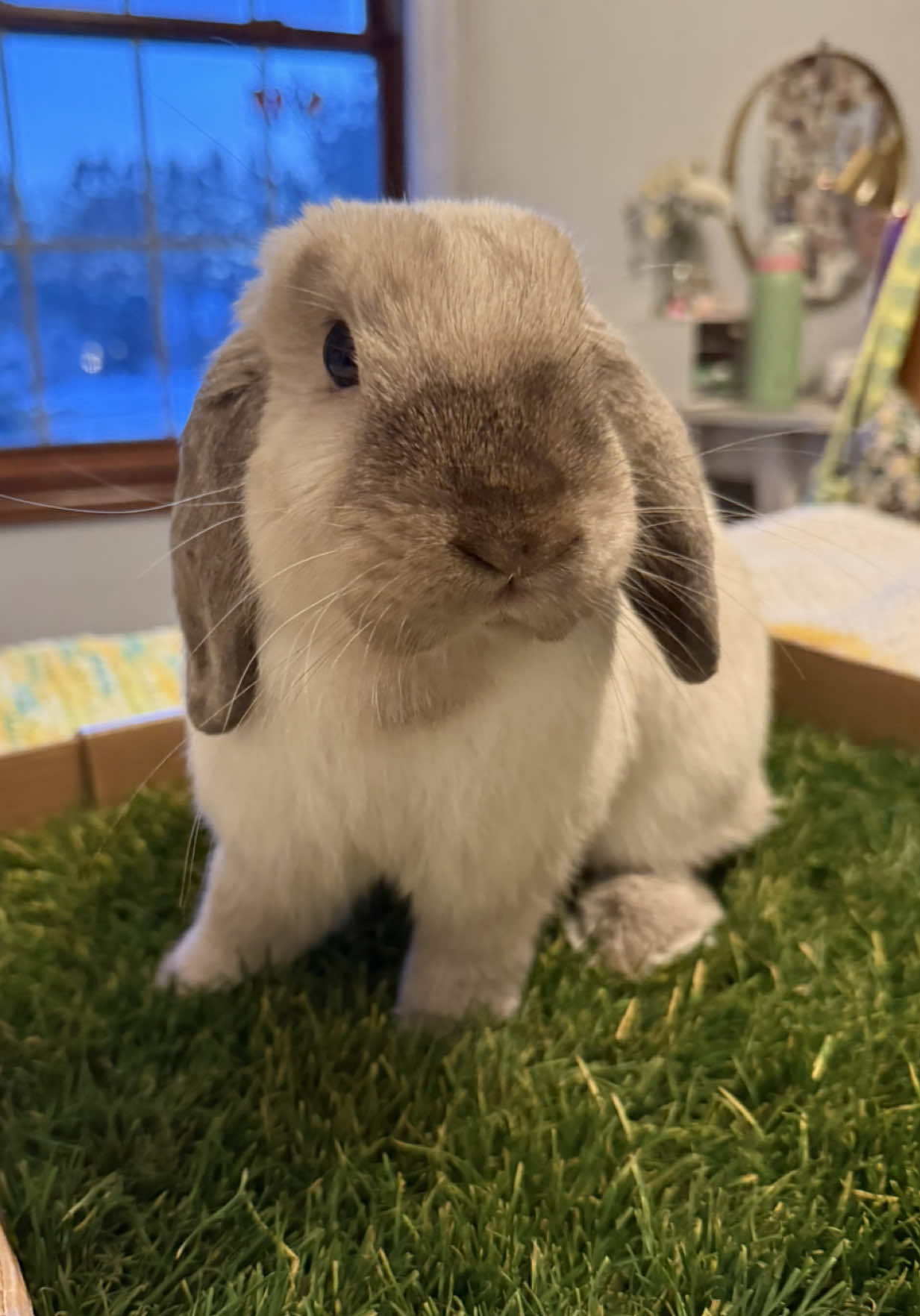 TikTok post by @the.og.gnocchi for freshpatch. Caption reads: gifted by @freshpatch 🌞🐰🌾 #gnocchi #bunny #fyp....