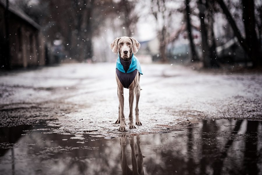 Instagram post by @the_sun.and.the_moon for Pomppa Dogwear. Caption reads: [...] Reflection.
❄️🌨️❄️
Anzeige @pomppadogwear....
