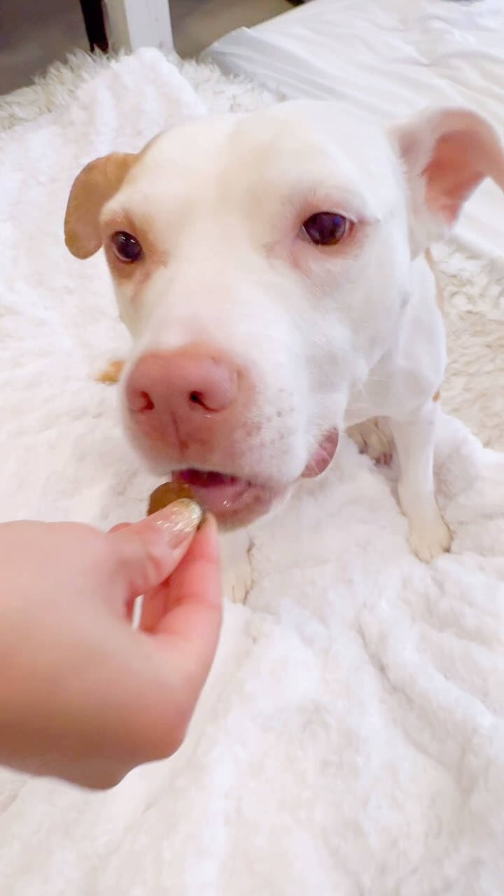 Instagram post by @gummythepitandfam for Wuffes. Caption reads: [...] the love! 💕✨ #gummyroadtorecovery @wuffes....