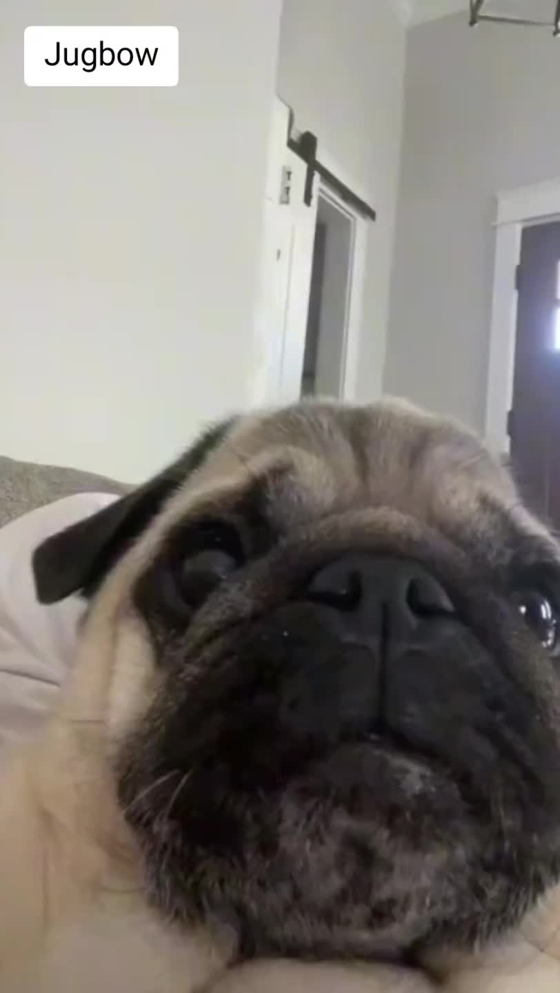 TikTok post by @timmythepug for Jugbow. Caption reads: : #Jugbow#dogtraining#recalltraining#Jugbowecollar....