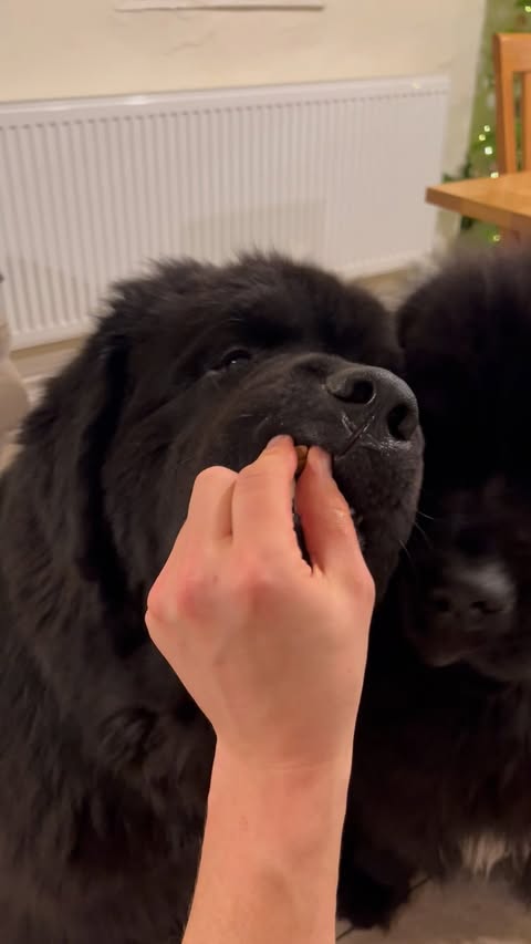 Instagram post by @lily_and_winston_the_newfies for Pooch and Mutt. Caption reads: Happy 1st December 🎄Advent calendar time for Lily....