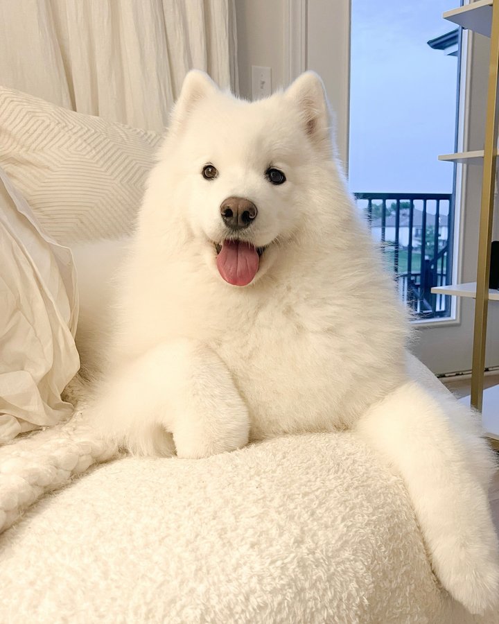 Instagram post by @emily.fauver for Zoetis Petcare. Caption reads: #ad 

She went from “carry me, peasant” to “catch....