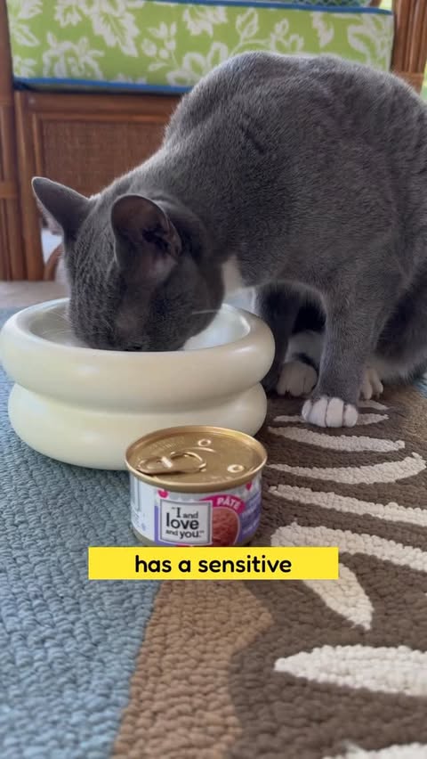 Instagram post by @purrfectinfluencer for I and love and you. Caption reads: [...] kitty will love all varieties of....