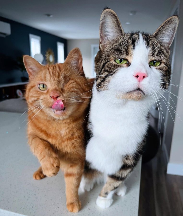 Instagram post by @king.dorito_ for Cats of Instagram. Caption reads: [...] #oneeyedcat #oneeyedcatsofinstagram....