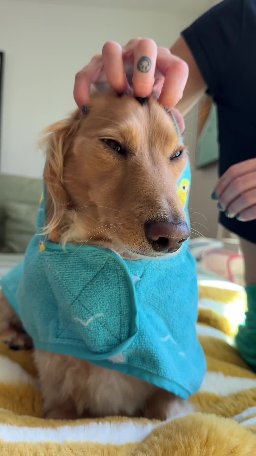 TikTok post by @winston_da_ween for Sundays for Dogs. Caption reads: I am about to get blacklisted... @Sundays for Dogs....