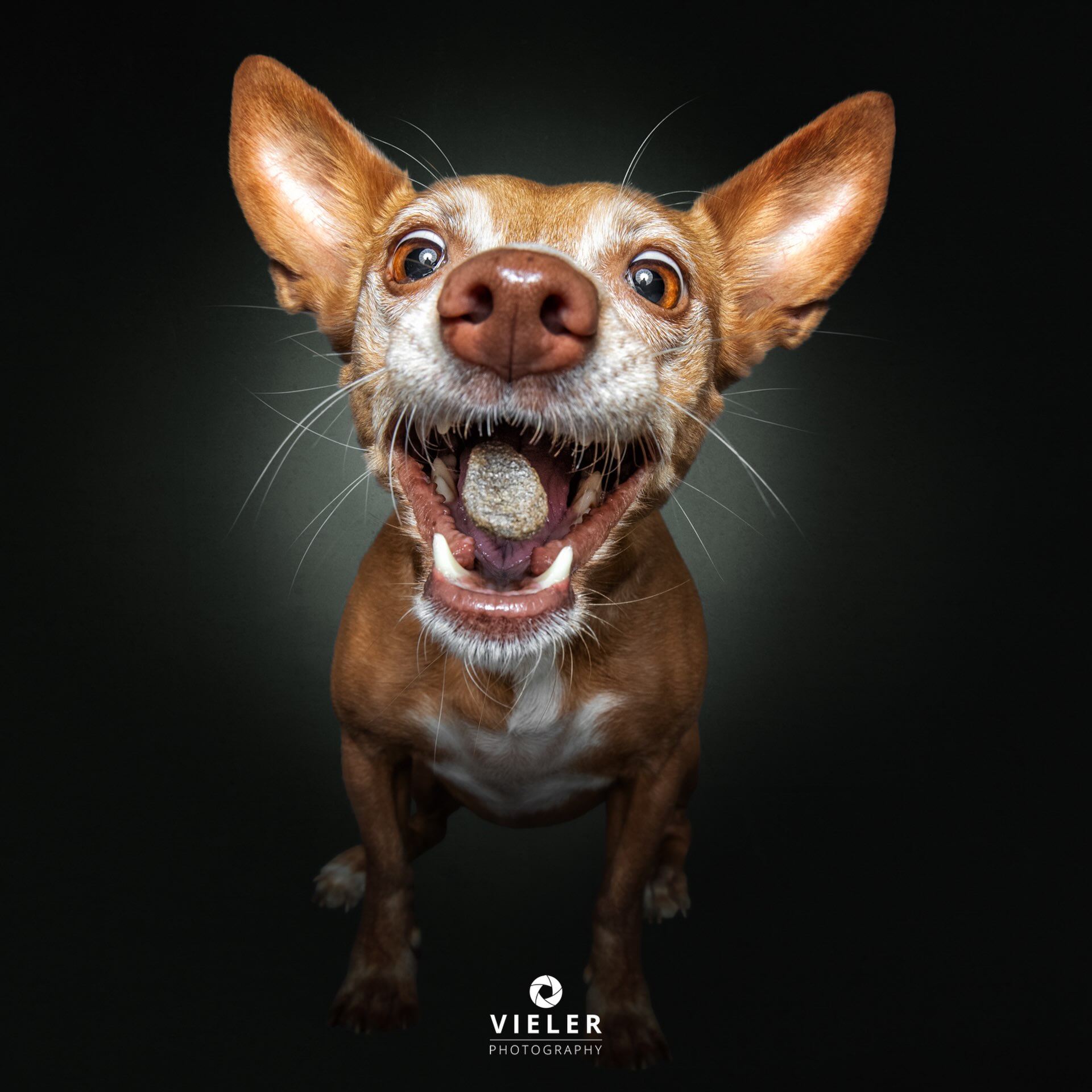 Instagram post by @vieler.photography for Josera Petfood. Caption reads: [...] shooting sessions with my partner....