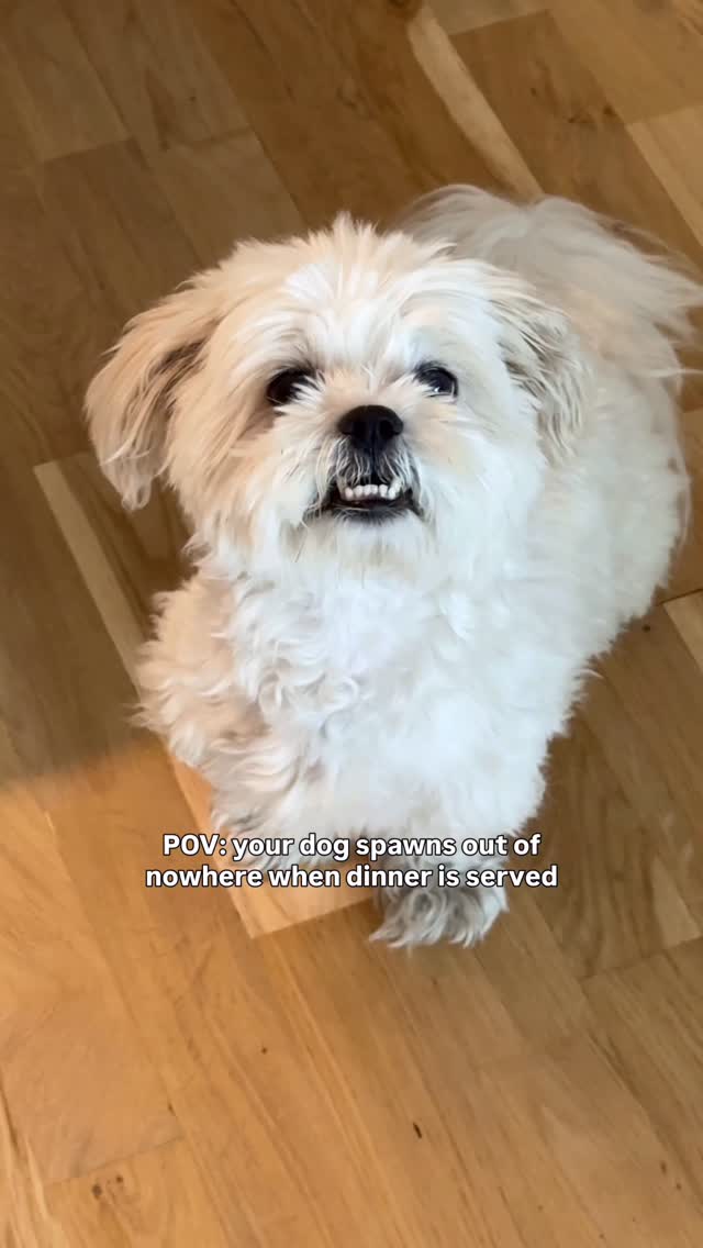 Instagram post by @olli.the.doggi for RAWZ Natural Pet Food. Caption reads: Did someone say DINNER? 👀 #dog #shihtzu....