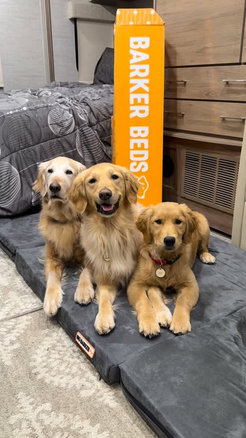 Instagram post by @goodasgoldens for Big Barker. Caption reads: We LOVEEEEE our @bigbarkerusa Travel Bed! We have....