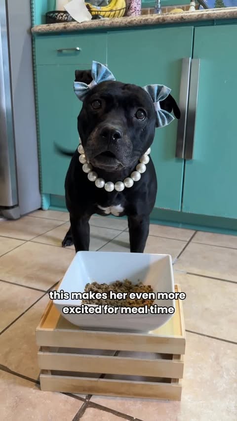 Instagram post by @akirablackpit for Chewy. Caption reads: Real, fresh food activate the real tippy taps! 🤭 ....