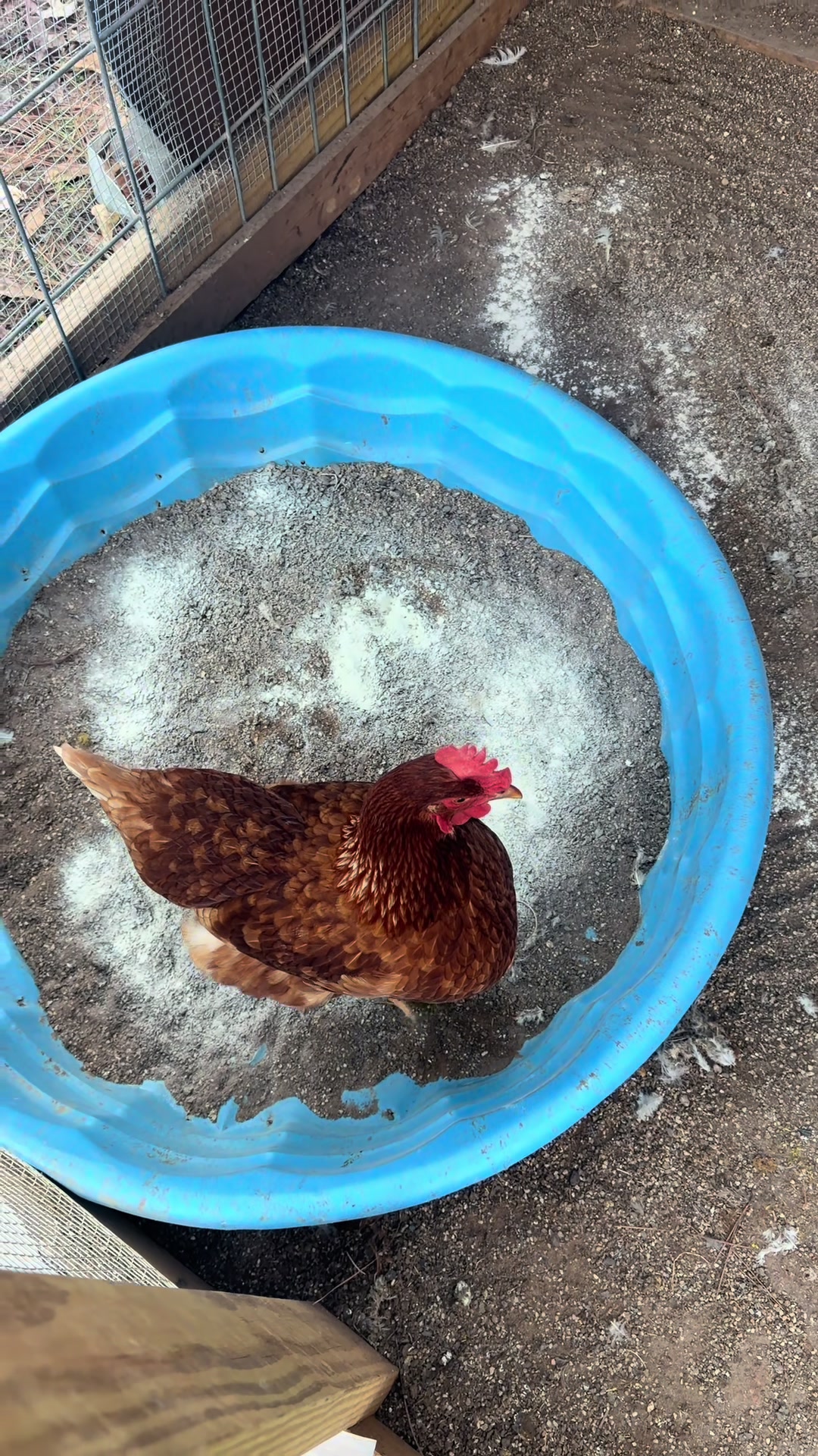 TikTok post by @la_norwood for Reliant Pet. Caption reads: We love a clean coop ! @Reliant Pet #holidayhaul....