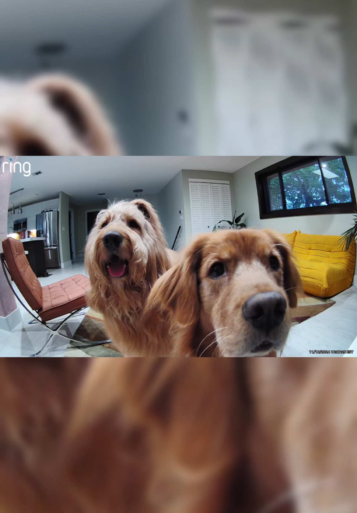 TikTok post by @brodiethatdood for Ring. Caption reads: The perfect gift this holiday season for pet....