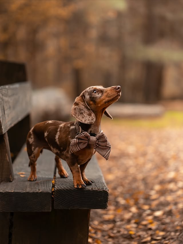 Instagram post by @margotdapple for Cocopup London. Caption reads: on wednesday’s we judge x

it’s a hard job but....