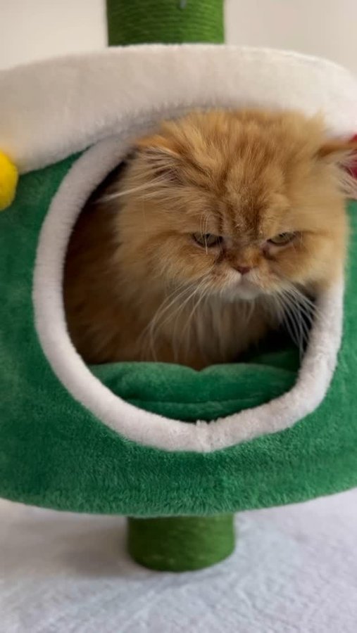 Instagram post by @thesecretlifeofpumpkin for MICHUPET. Caption reads: Our friends at @michupet_australia kindly gifted....