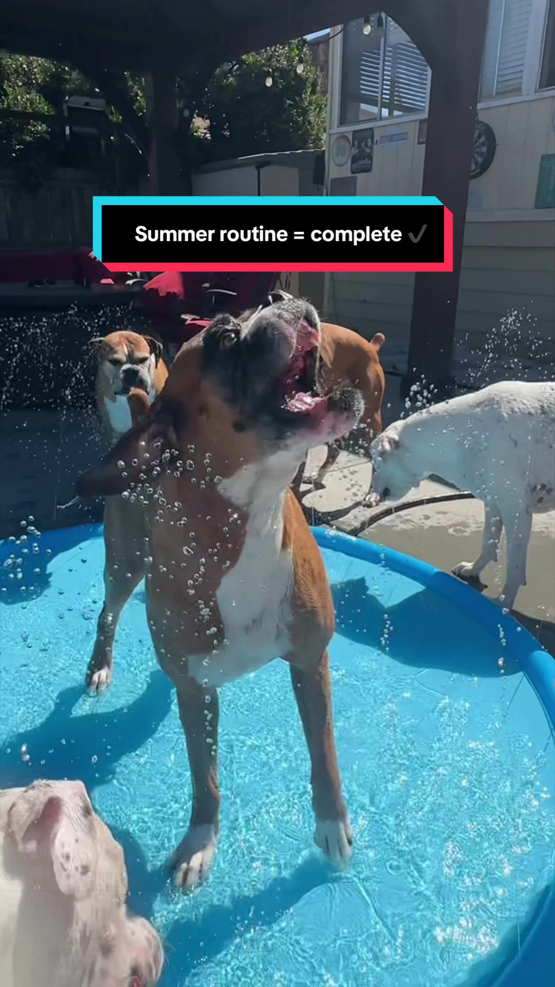 TikTok post by @nubbinlove for Pecute. Caption reads: [...] become our favorite routine! 🐶☀️ The Pecute....