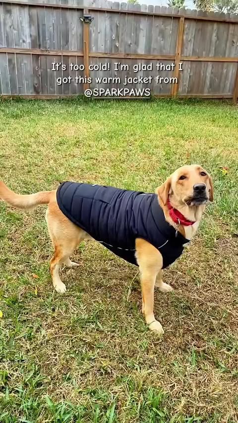 Instagram post by @charliethelabrador23 for Spark Paws. Caption reads: [...] cold too! But they don't have to! 🥰😍....
