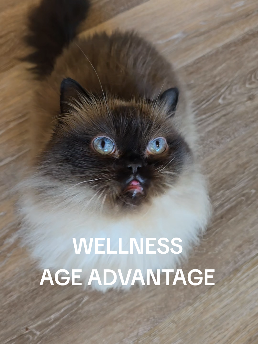 TikTok post by @munchkinstevie for Wellness Pet Food. Caption reads: [...] at @Amazon with the link in my bio.....