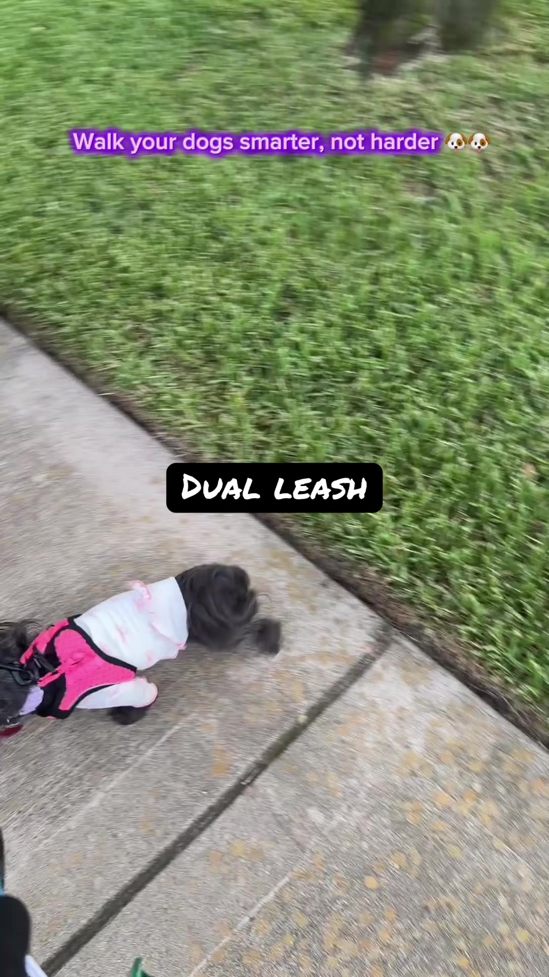 TikTok post by @alexandraryoo for iYoShop. Caption reads: @iYoShop US don’t go out and get another dog so....