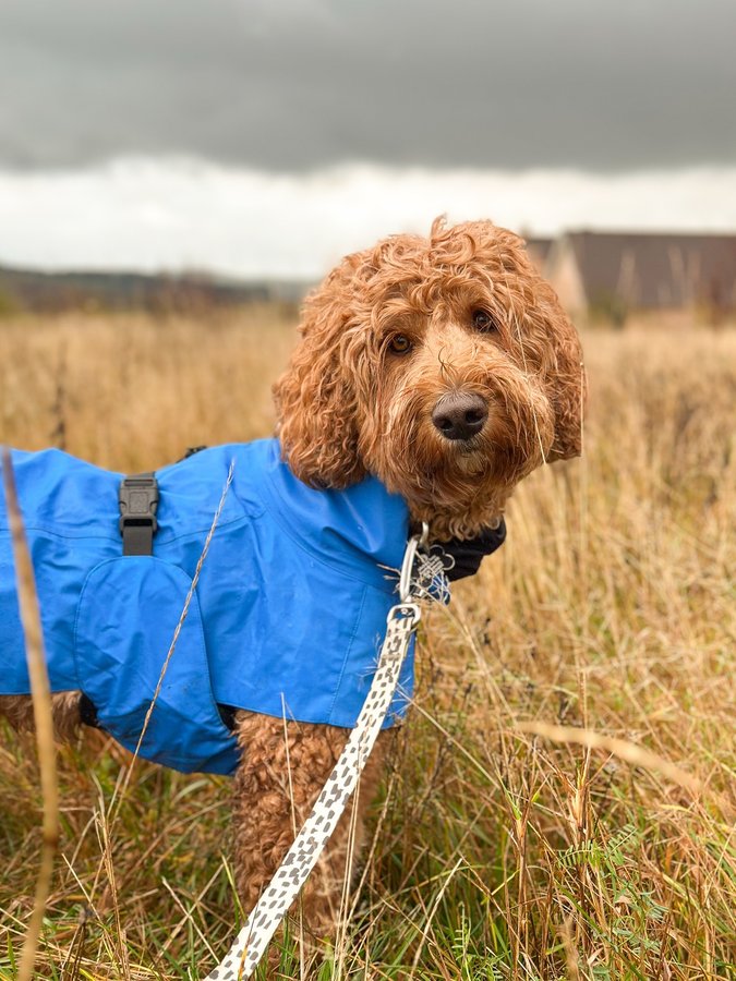 Instagram post by @goodboihermann for PAIKKA. Caption reads: 𝗚𝗼𝘀𝗵 𝘁𝗵𝗶𝘀 𝗿𝗮𝗶𝗻𝘆 𝘄𝗲𝗮𝘁𝗵𝗲𝗿 𝗶𝘀....