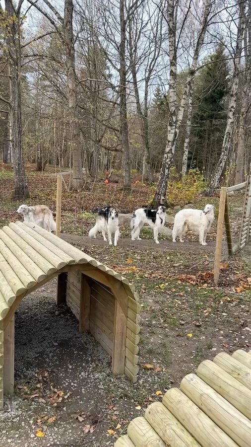 Instagram post by @zarwoe.oligarch for ESSENTIAL FOODS. Caption reads: (Ad) @essentialfoodsofficial 

This is how the....