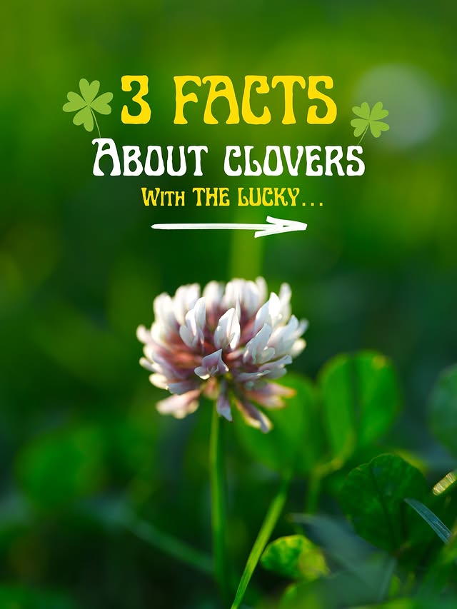 Instagram post by @wildgina for Lexar. Caption reads: [...] ABOUT CLOVERS 🌈 🍀 alongside lucky....