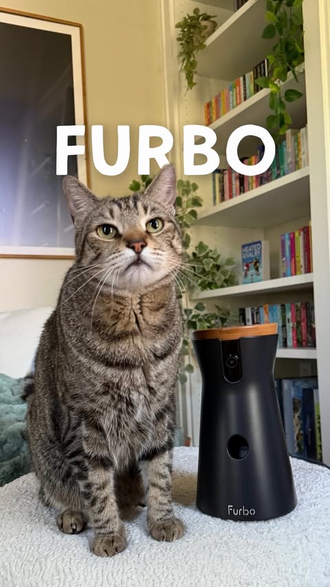 Instagram post by @thatalexrn for Furbo. Caption reads: [...] buy a camera to watch my pet, I hired Furbo....
