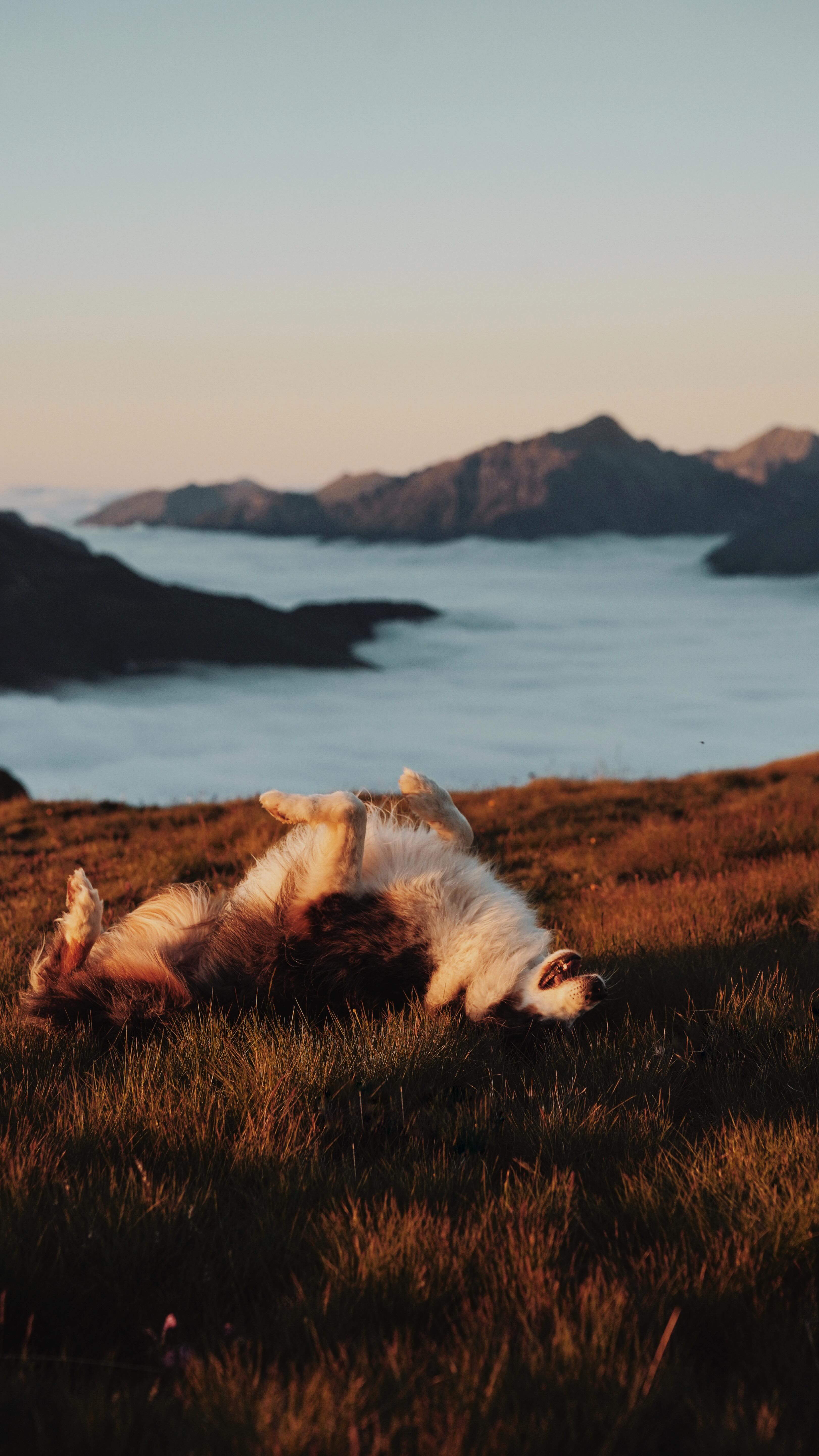 Instagram post by @igna.ferriol for Tractive. Caption reads: ¿Por qué Tractive y no un AirTag? 🐾

Hace [...].