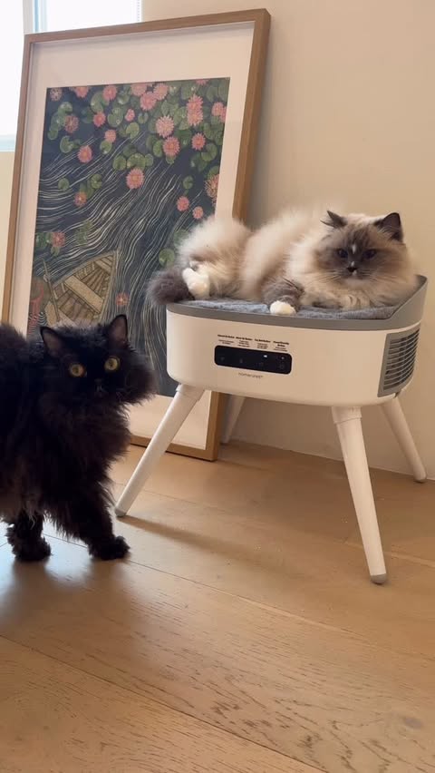 Instagram post by @tamako_momo for Homerunpet. Caption reads: Winter & Heater with @homerunpet_global new....