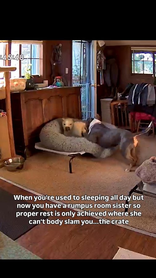 Instagram post by @maisythebarnhippo for Impact Dog Crates. Caption reads: [...] then, Andy will glady snag the....