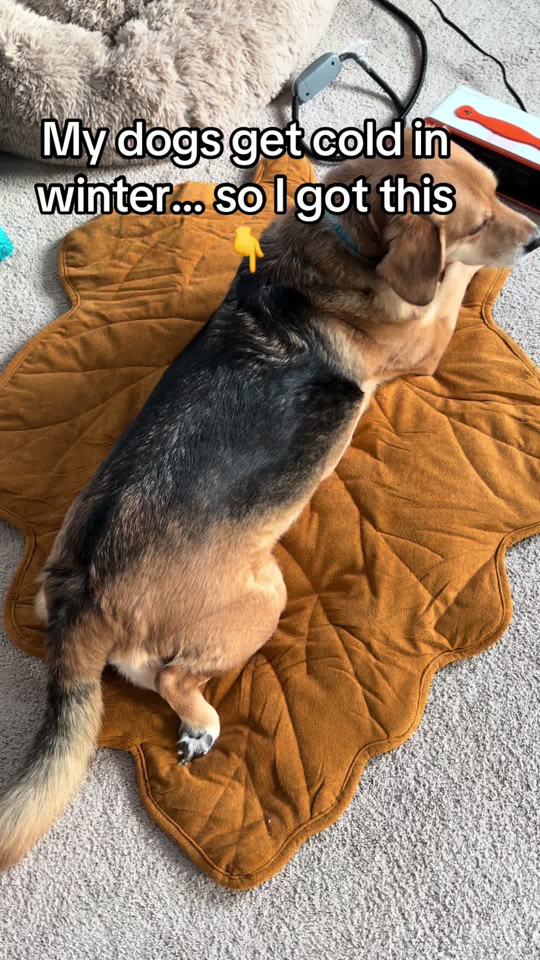 TikTok post by @doseofdakota for ZONLIHOME. Caption reads: [...] #WarmAndCozy #PetProducts @Zonli....