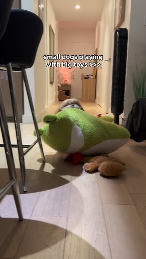 Instagram post by @enzoistheshiht for Petco. Caption reads: He loves a toy 3x his size 🤣....